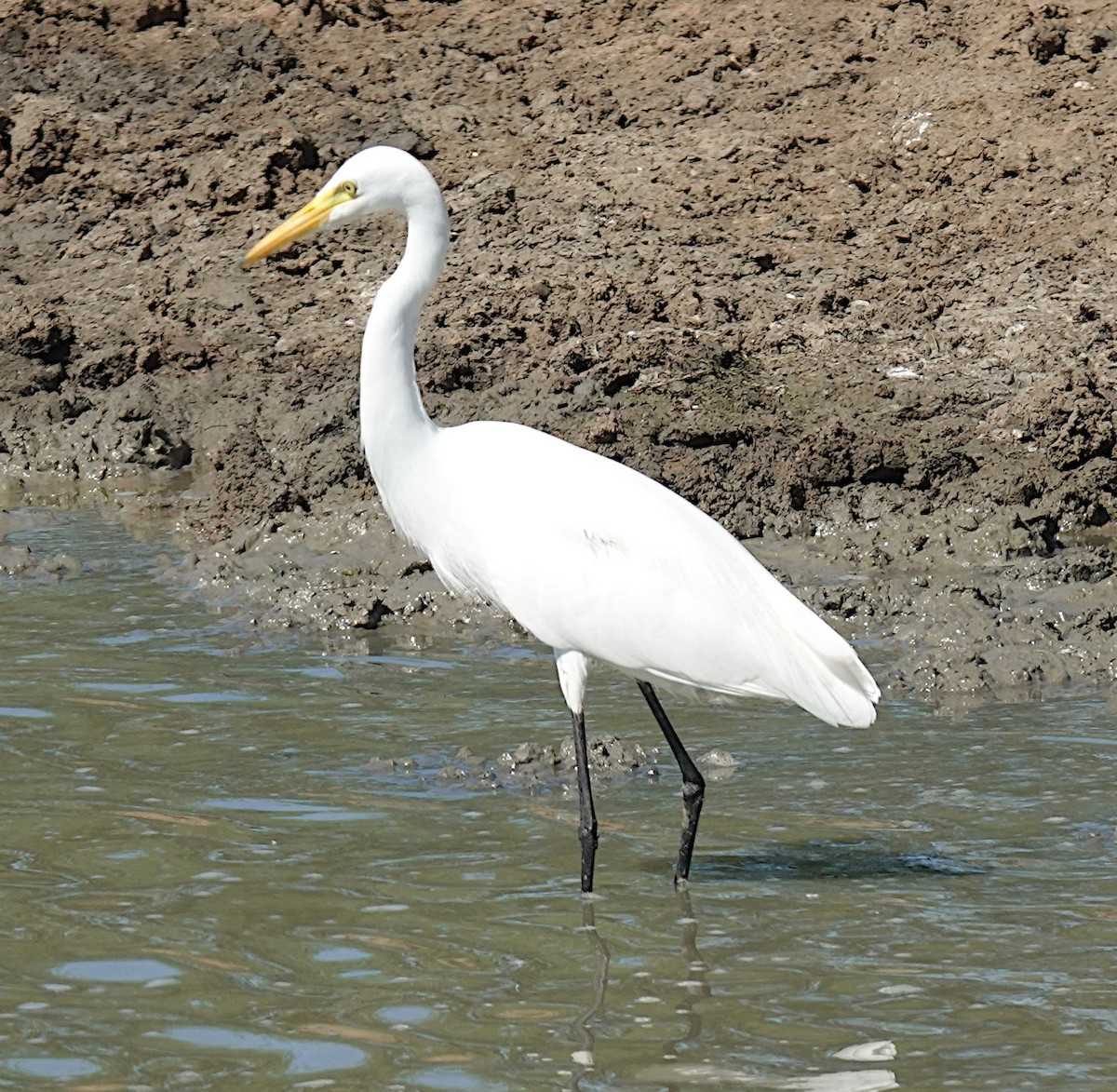 チュウサギ - ML646485576