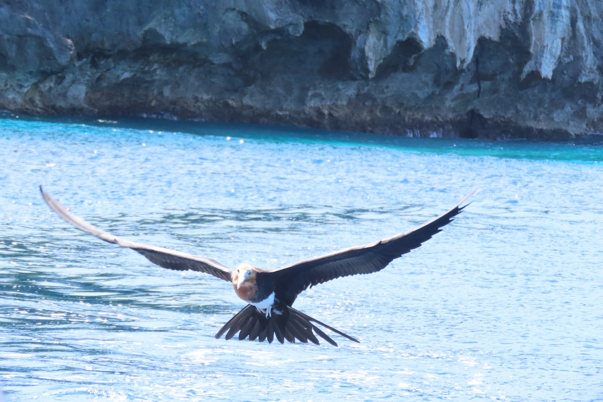 Christmaseko fragata - ML646485577