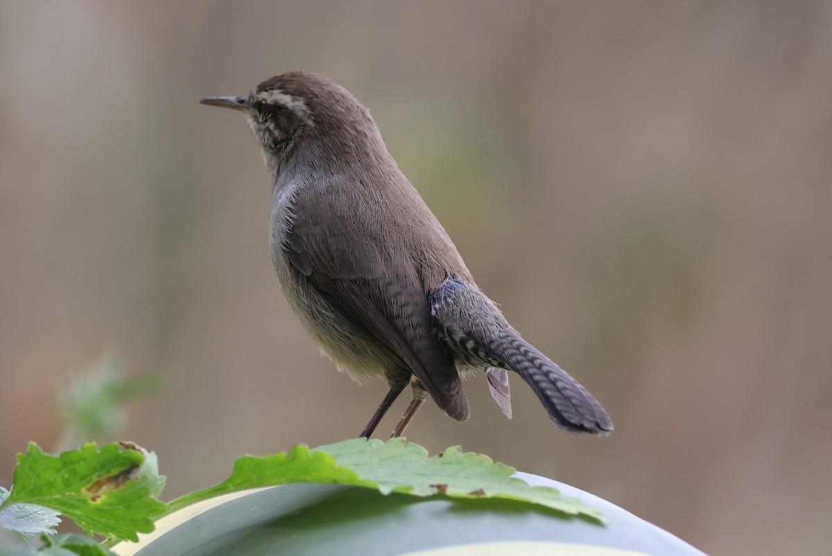 Підбуреник - ML646485579