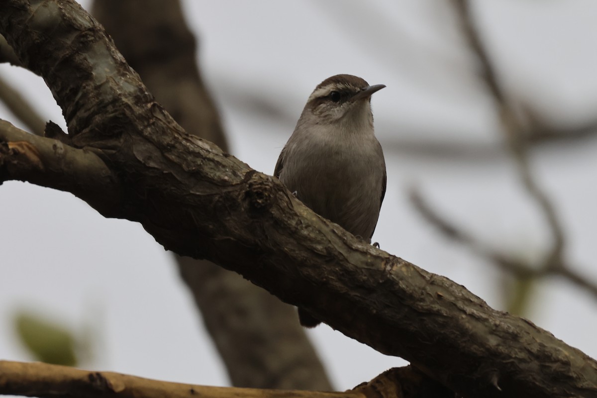 Підбуреник - ML646485580