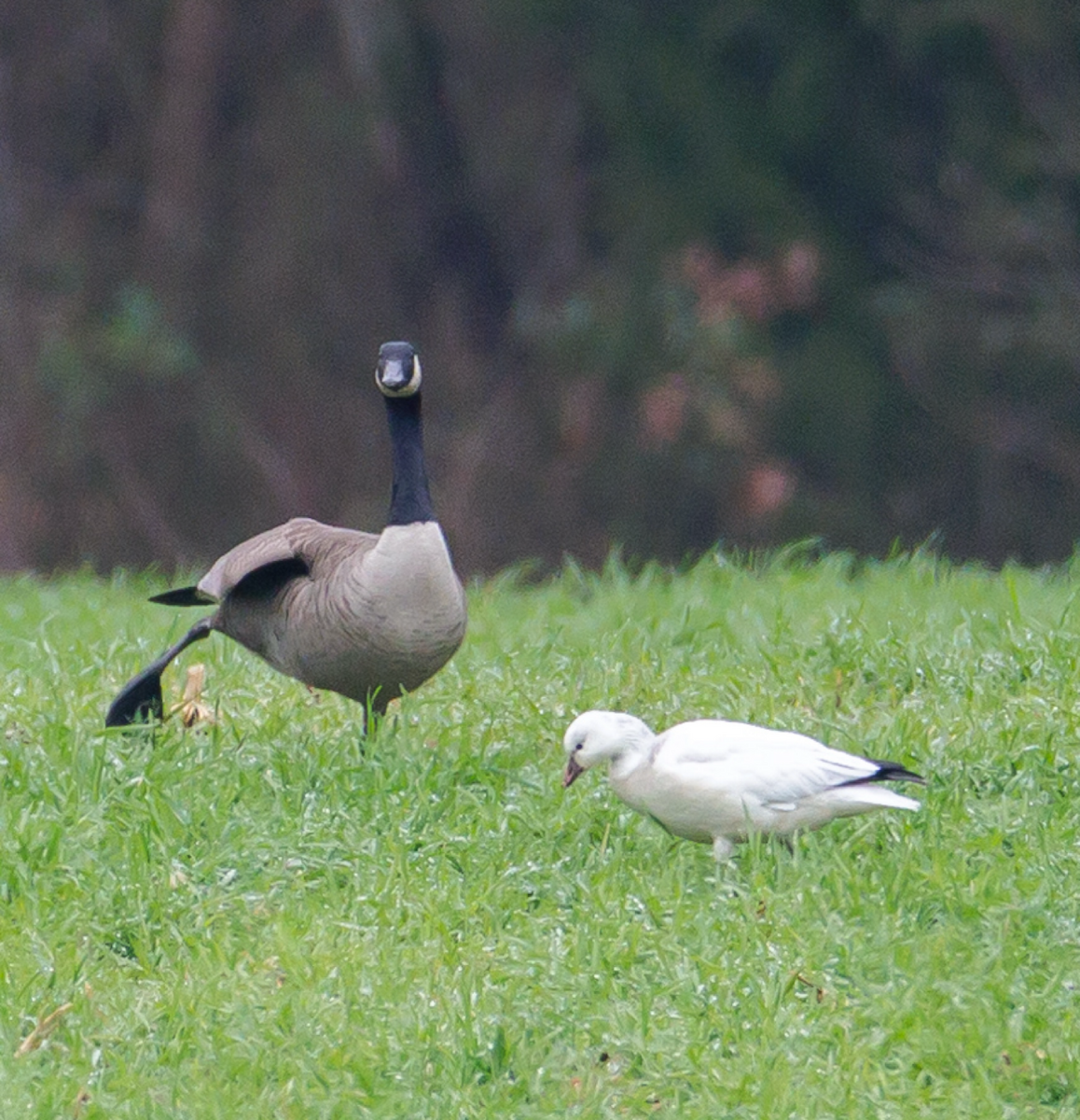 Ross's Goose - ML646485581