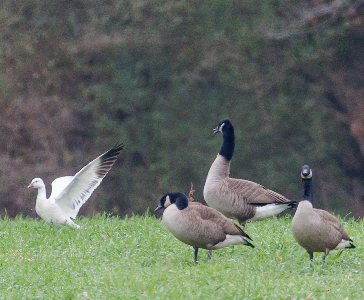 Ross's Goose - ML646485582