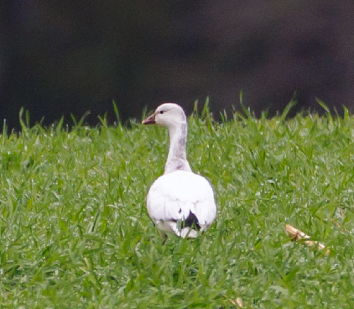 Ross's Goose - ML646485583