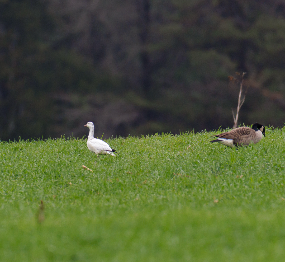 Ross's Goose - ML646485584