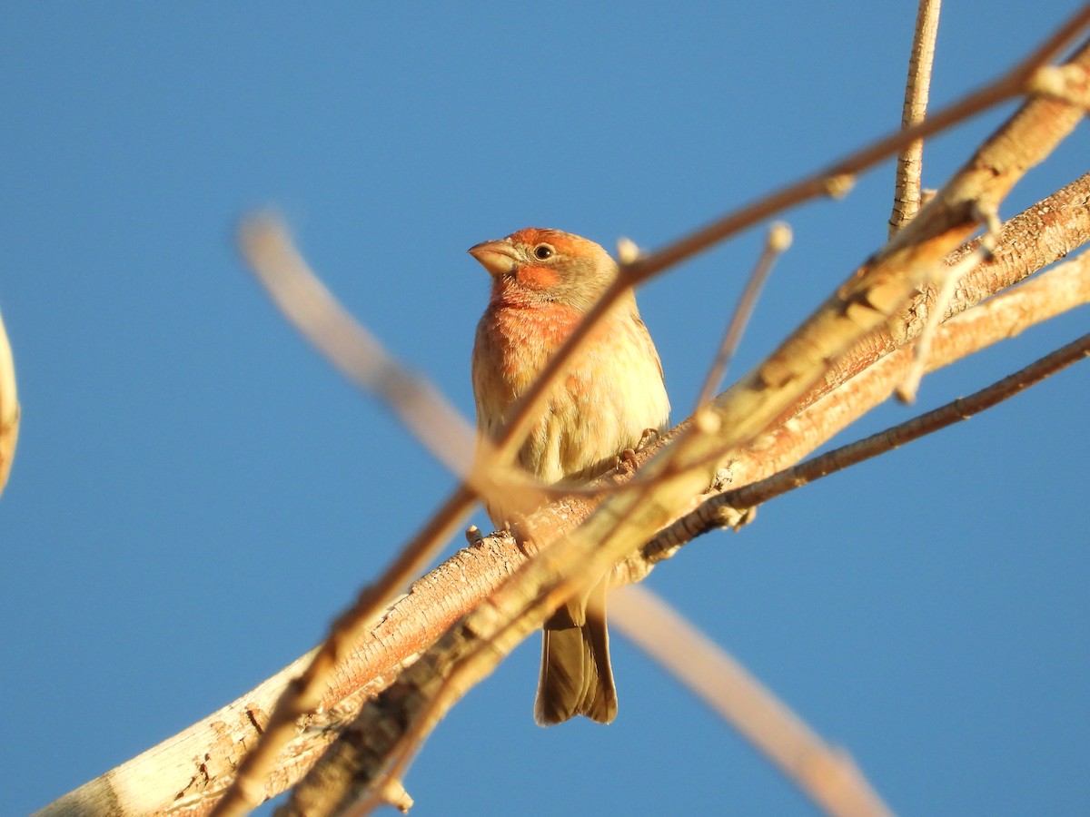 House Finch - ML646485586