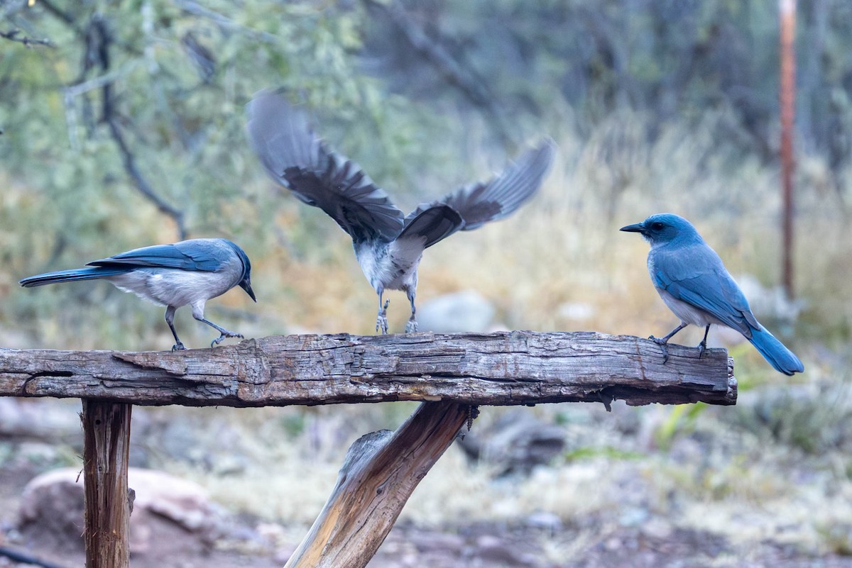 Mexican Jay - ML646485589
