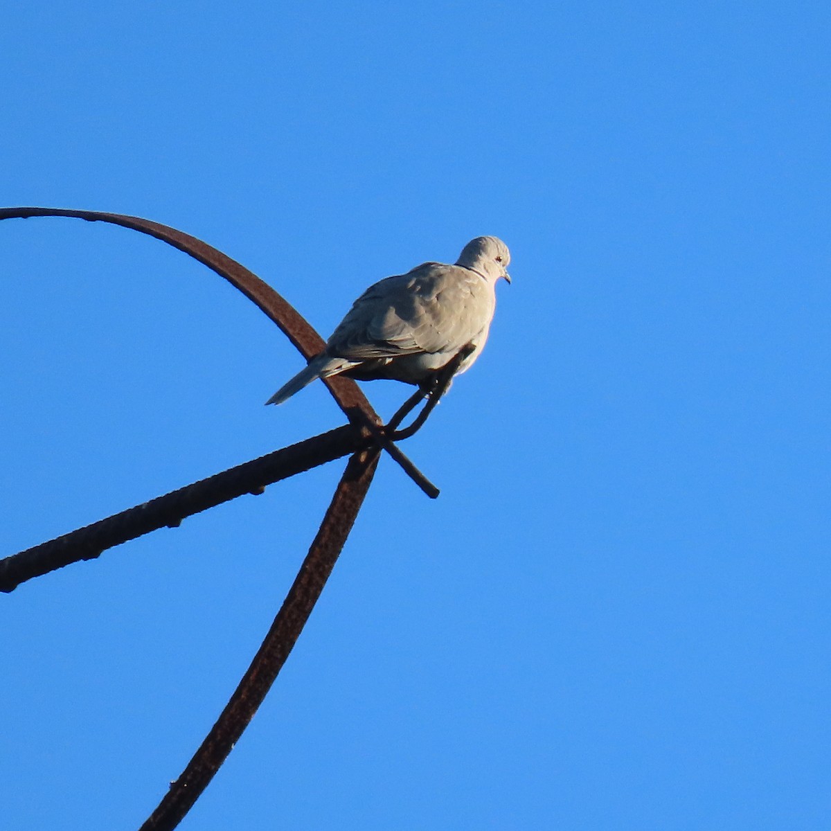 Eurasian Collared-Dove - ML646485590