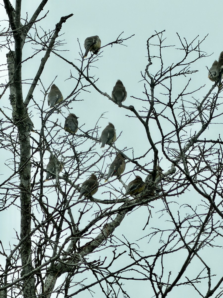 brkoslav americký - ML646485591