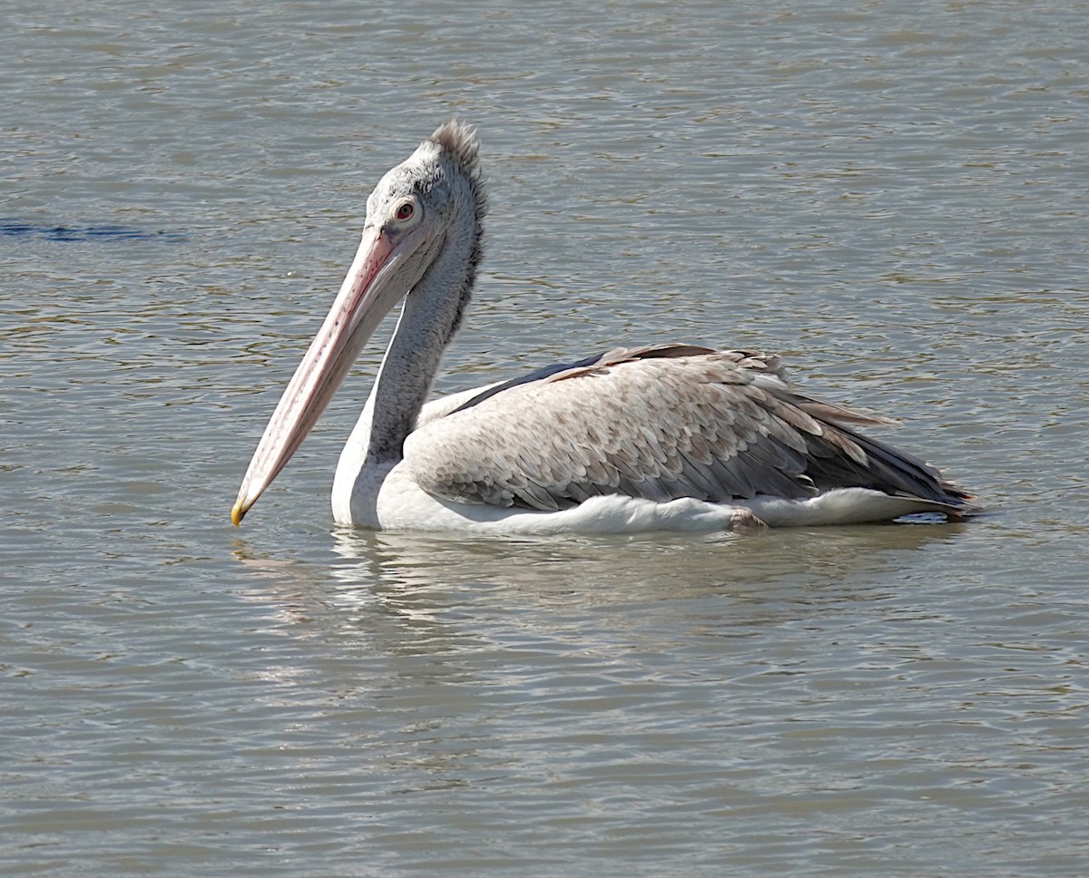 Pelikano tantoduna - ML646485595