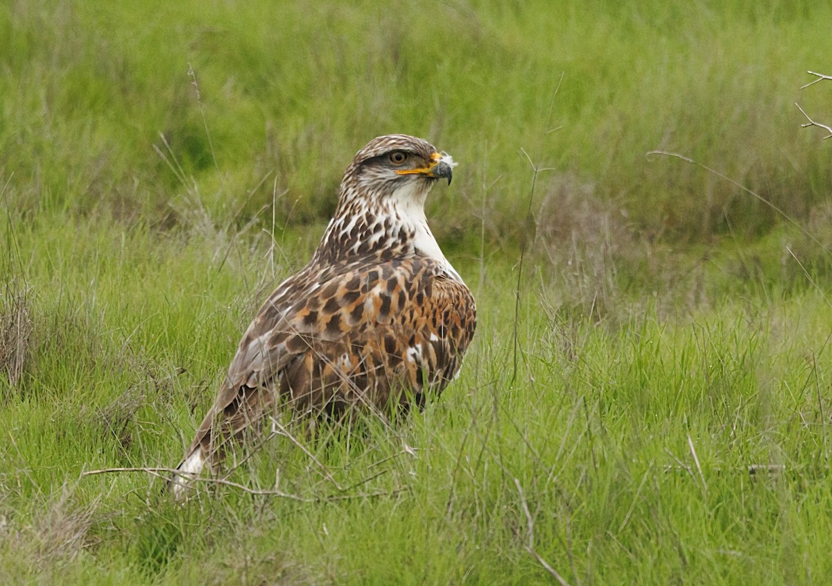 Ferruginous Hawk - ML646485599