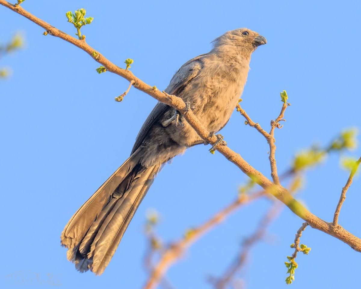 Gray Go-away-bird - ML646485602