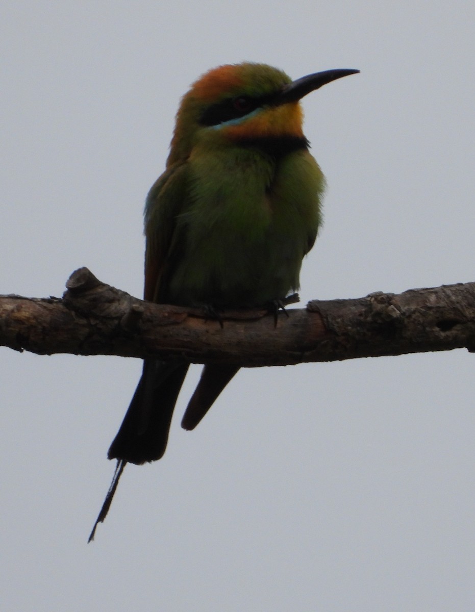 Rainbow Bee-eater - ML646485603
