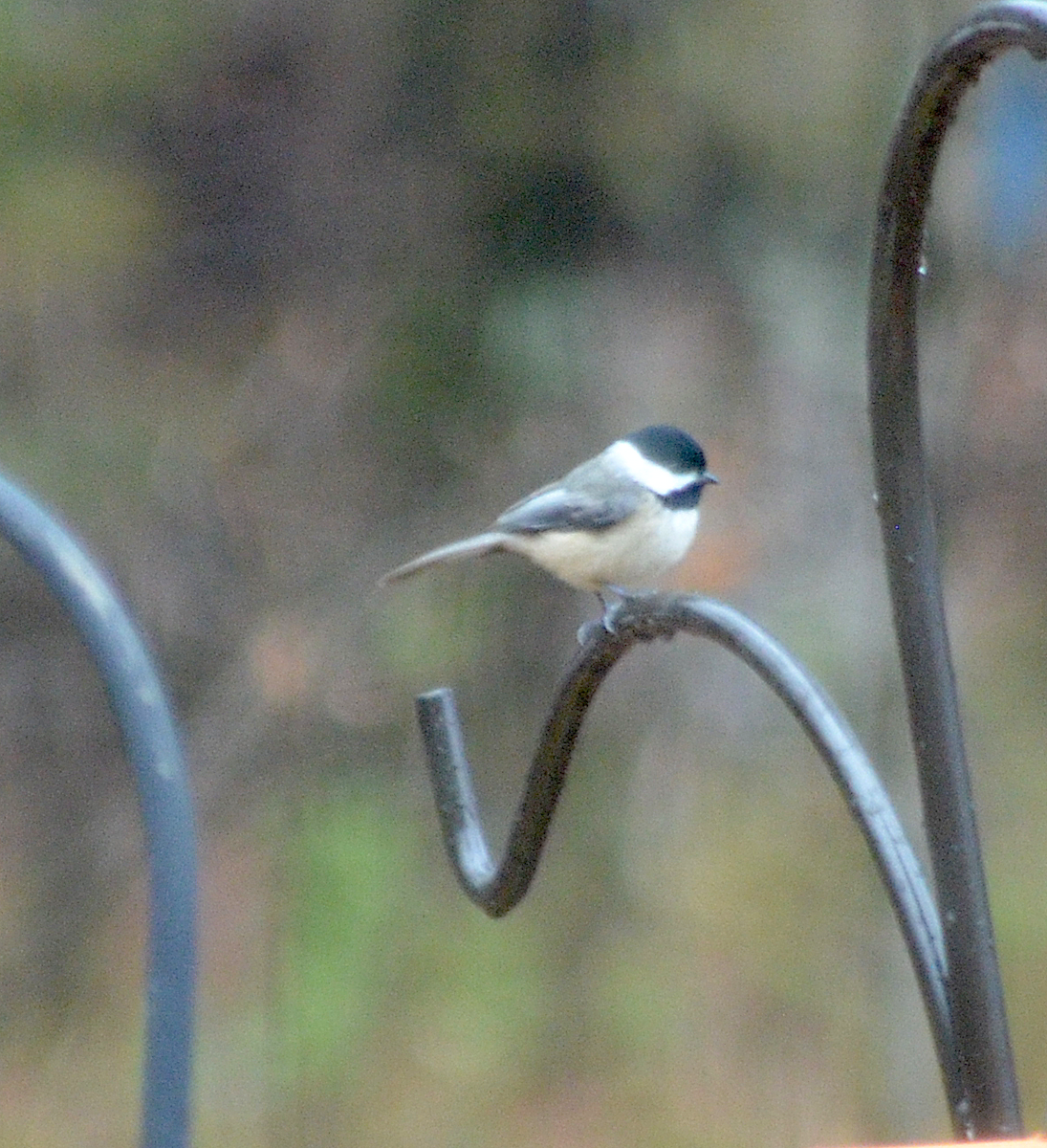 Carolina Chickadee - ML646485604