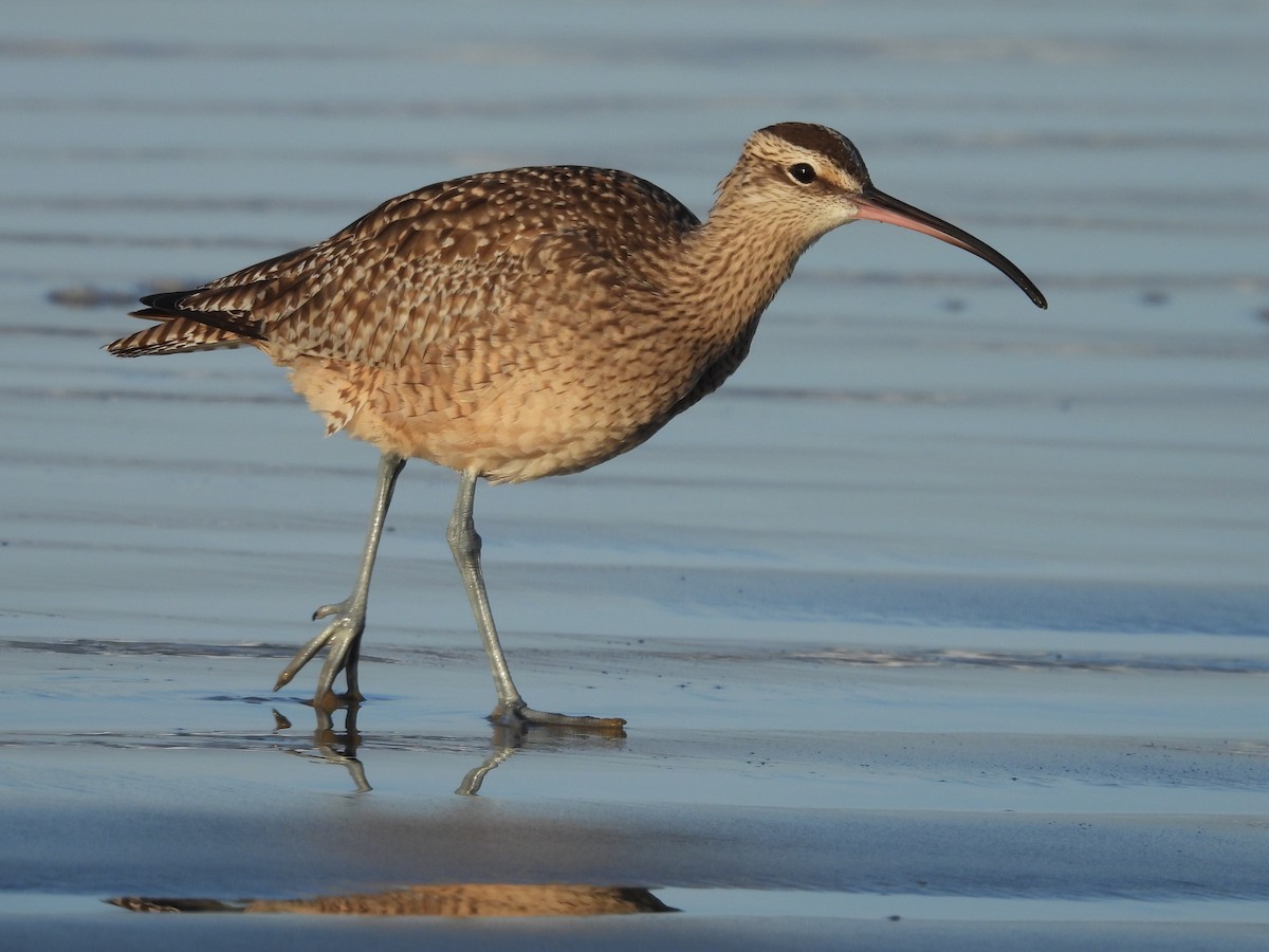 Hudsonian Whimbrel - ML646485605
