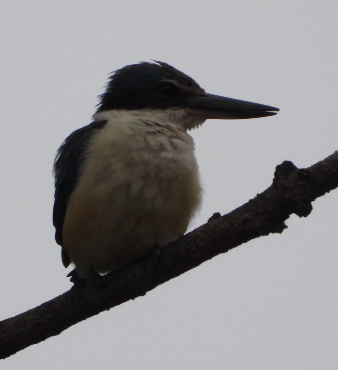 Sacred Kingfisher - ML646485607