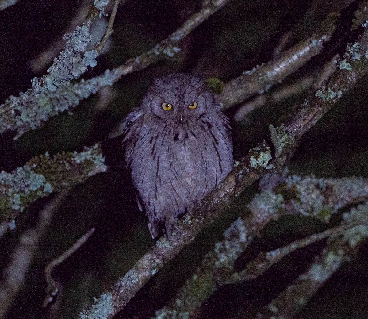 שעיר מצוי - ML646485608