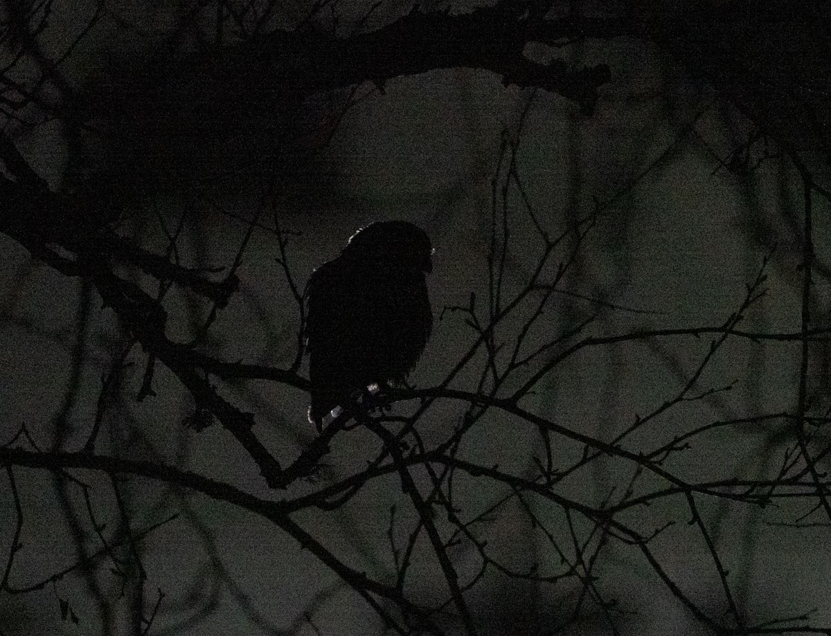 שעיר מצוי - ML646485609