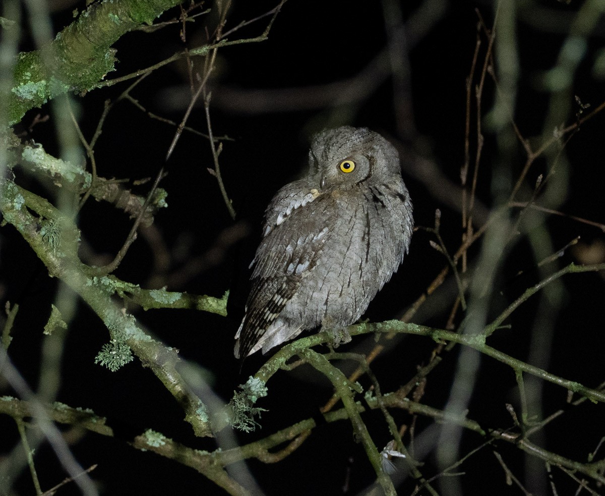שעיר מצוי - ML646485611