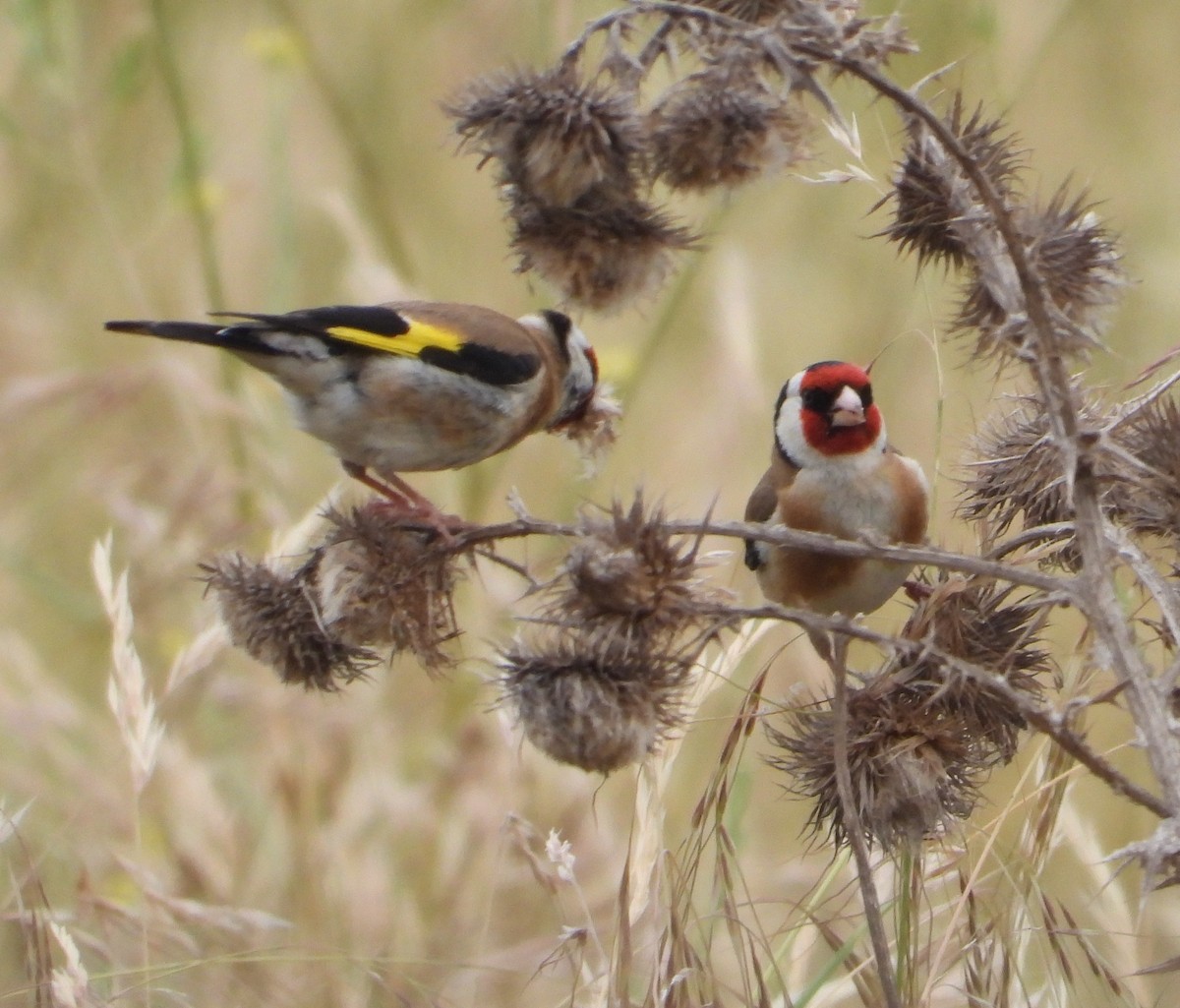 European Goldfinch - ML646485613