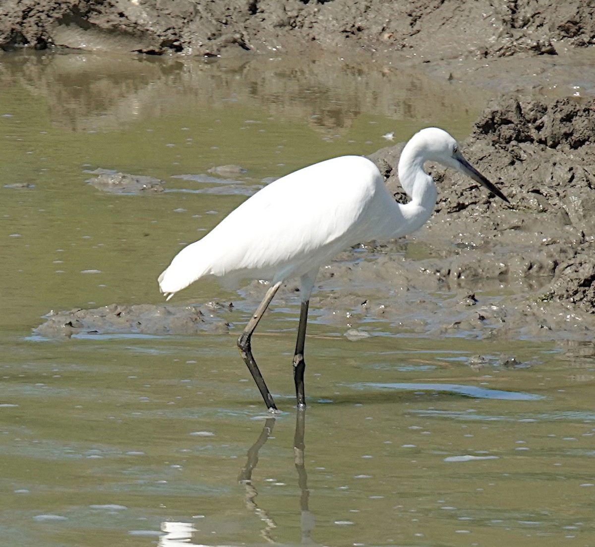 コサギ - ML646485614