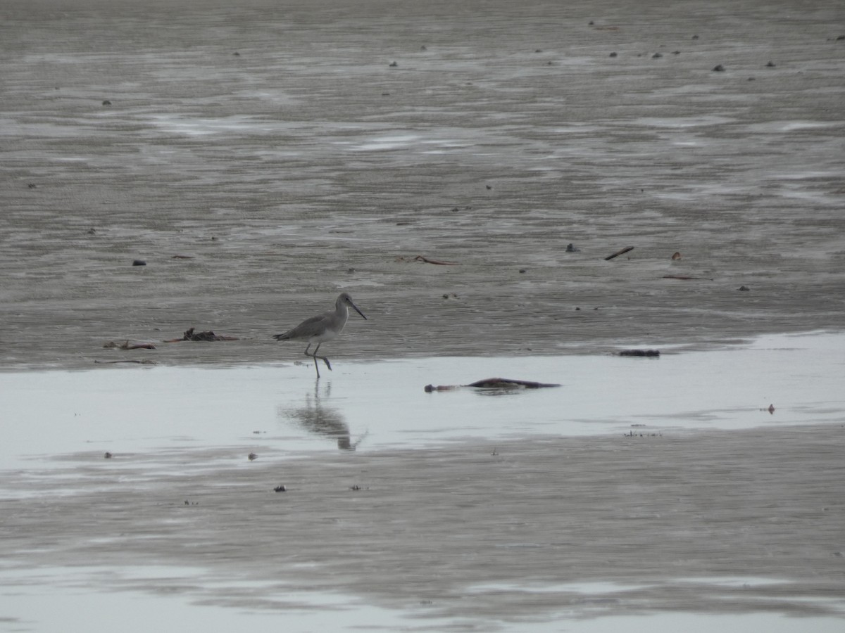 Willet (Western) - ML646485615