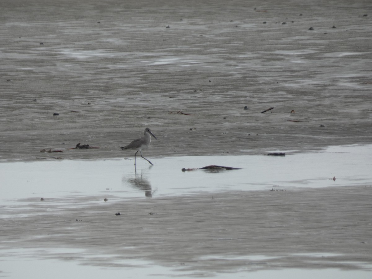 Willet (Western) - ML646485616