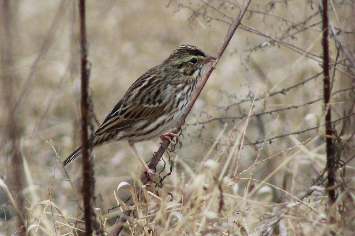 Savannah Sparrow - ML646485618