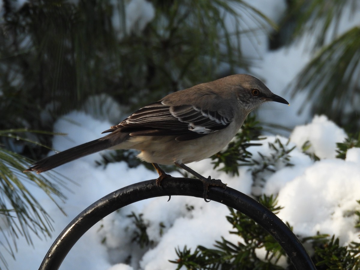 Northern Mockingbird - ML646485630