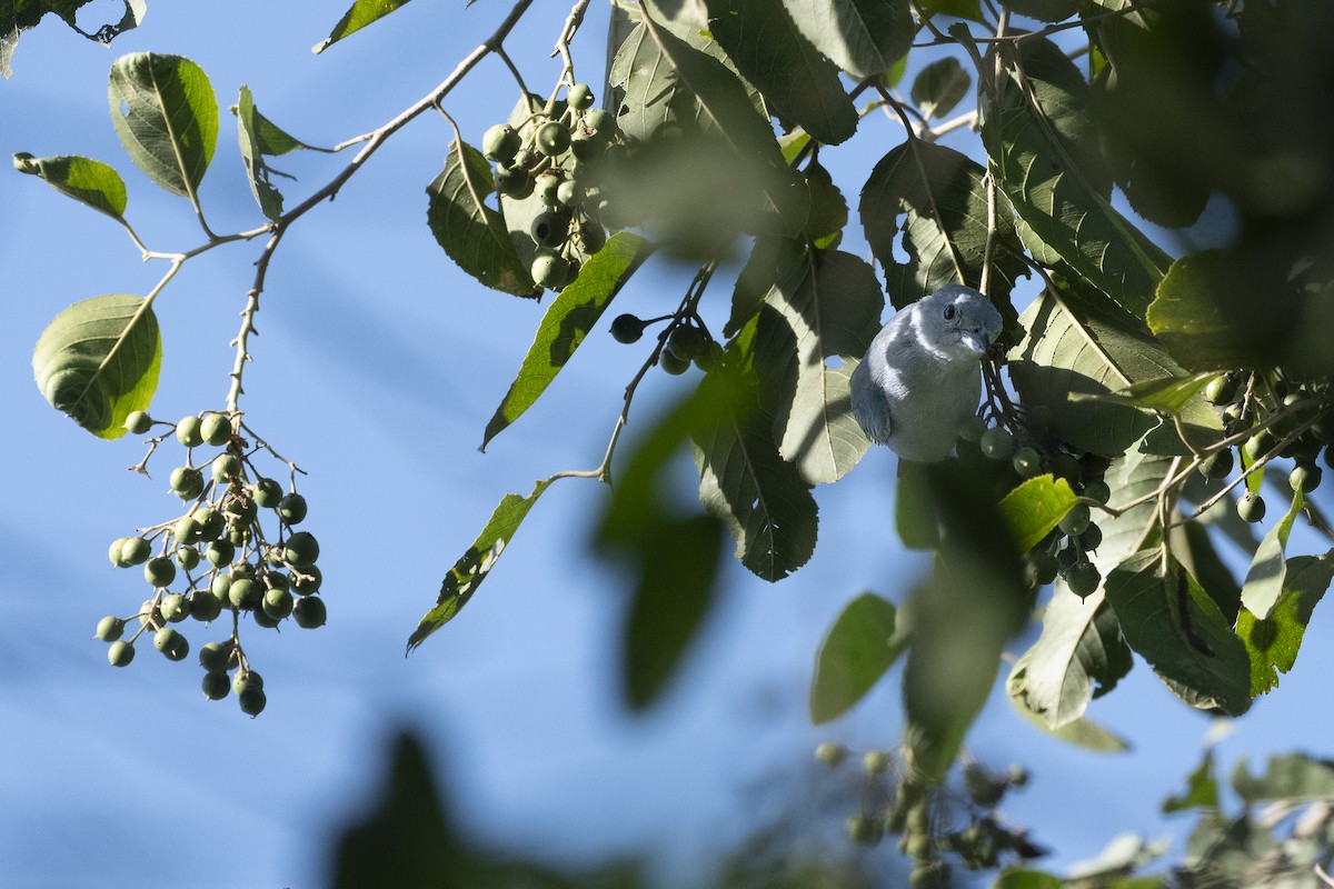 ハイガシラソライロフウキンチョウ - ML646485631