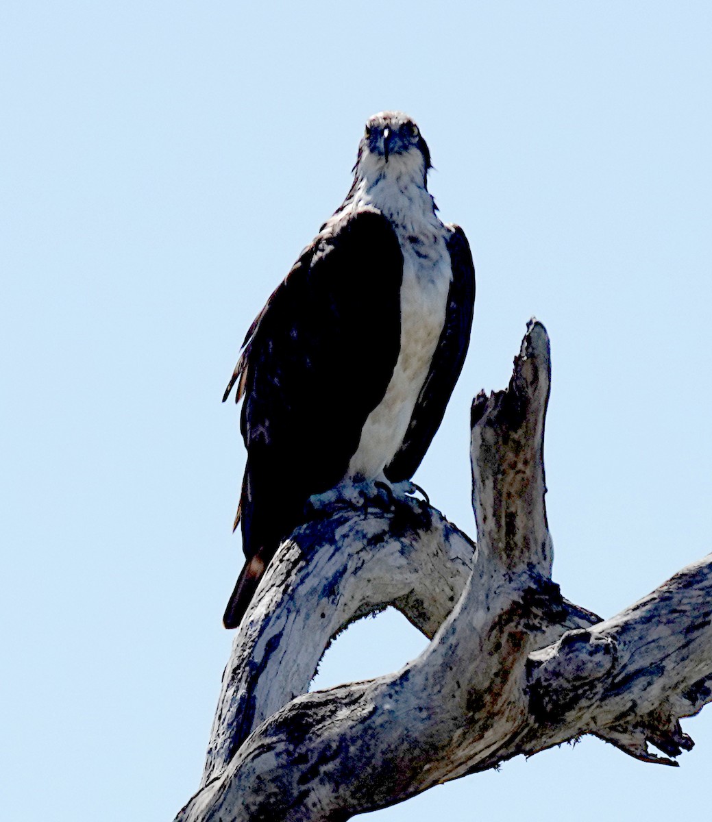 ミサゴ - ML646485633