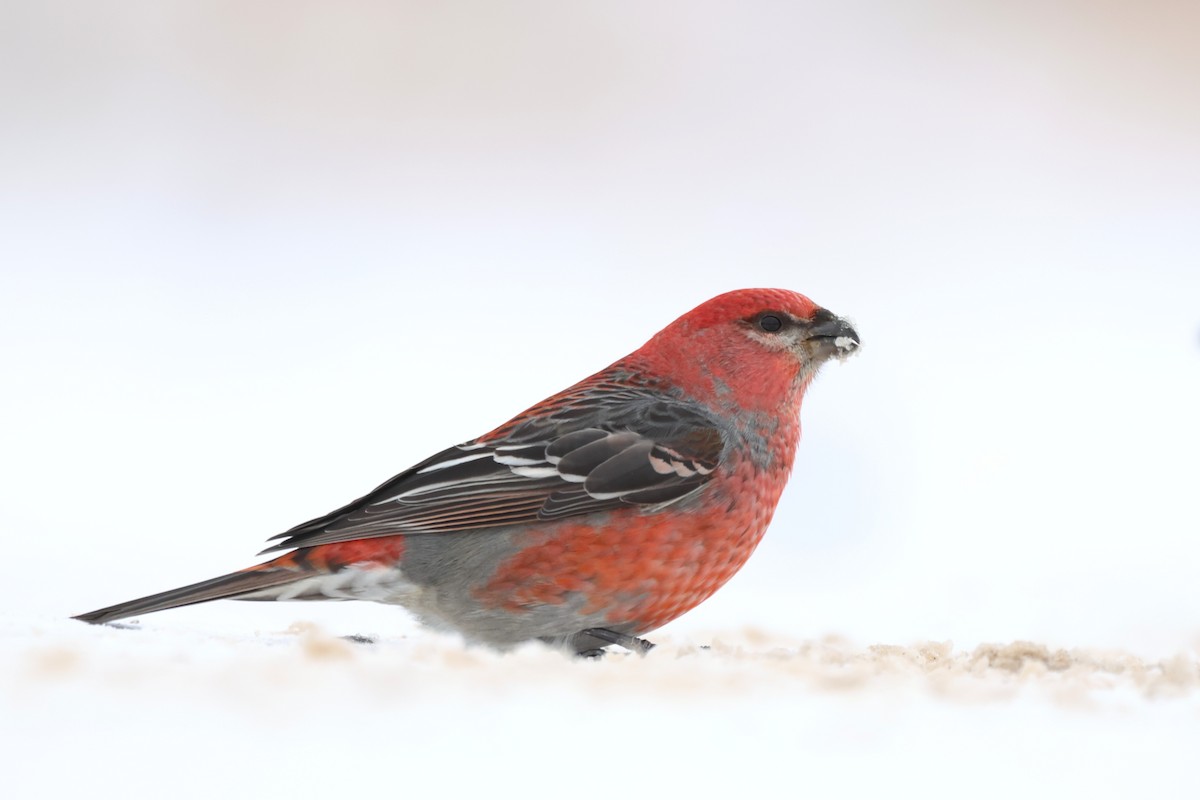 Смеречник тайговий - ML646485634