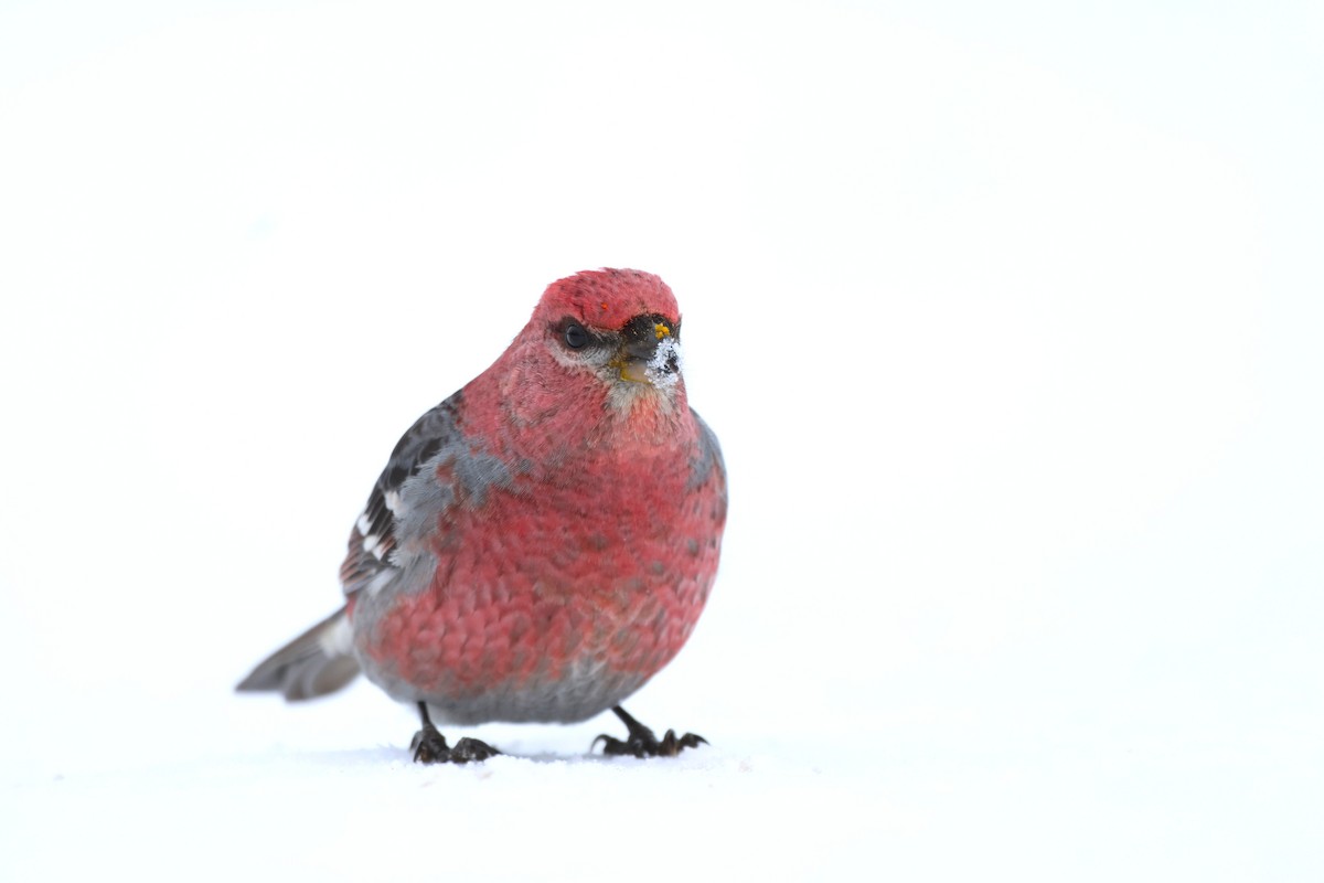 Смеречник тайговий - ML646485635