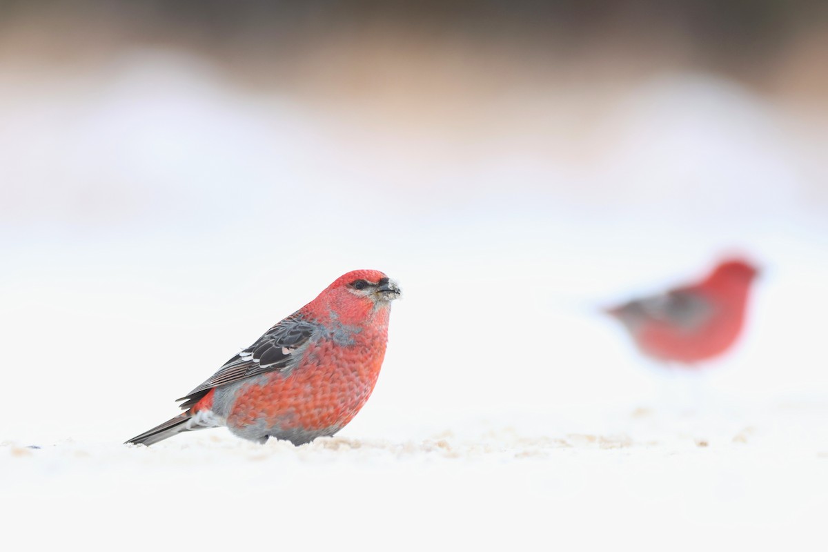 Смеречник тайговий - ML646485636
