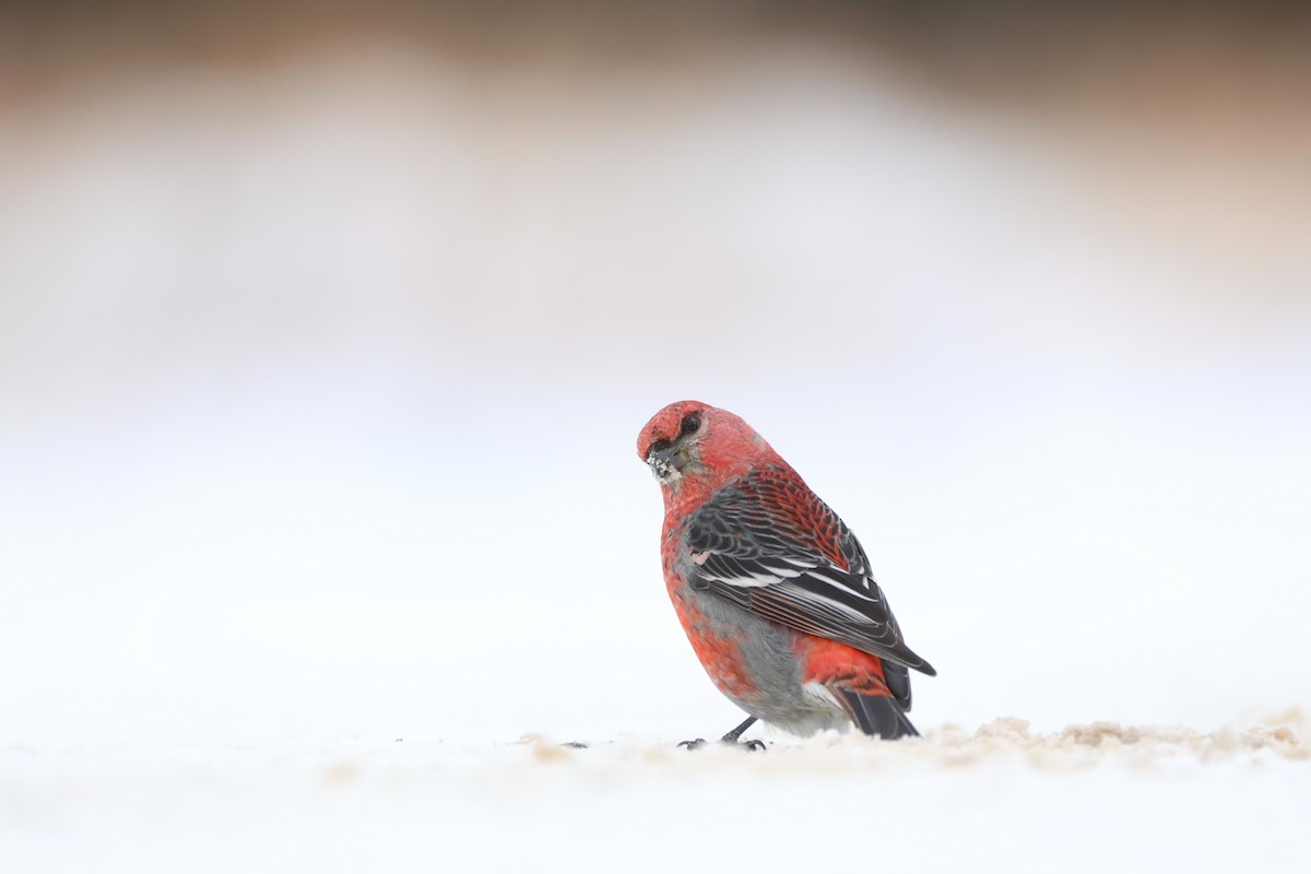 Смеречник тайговий - ML646485638
