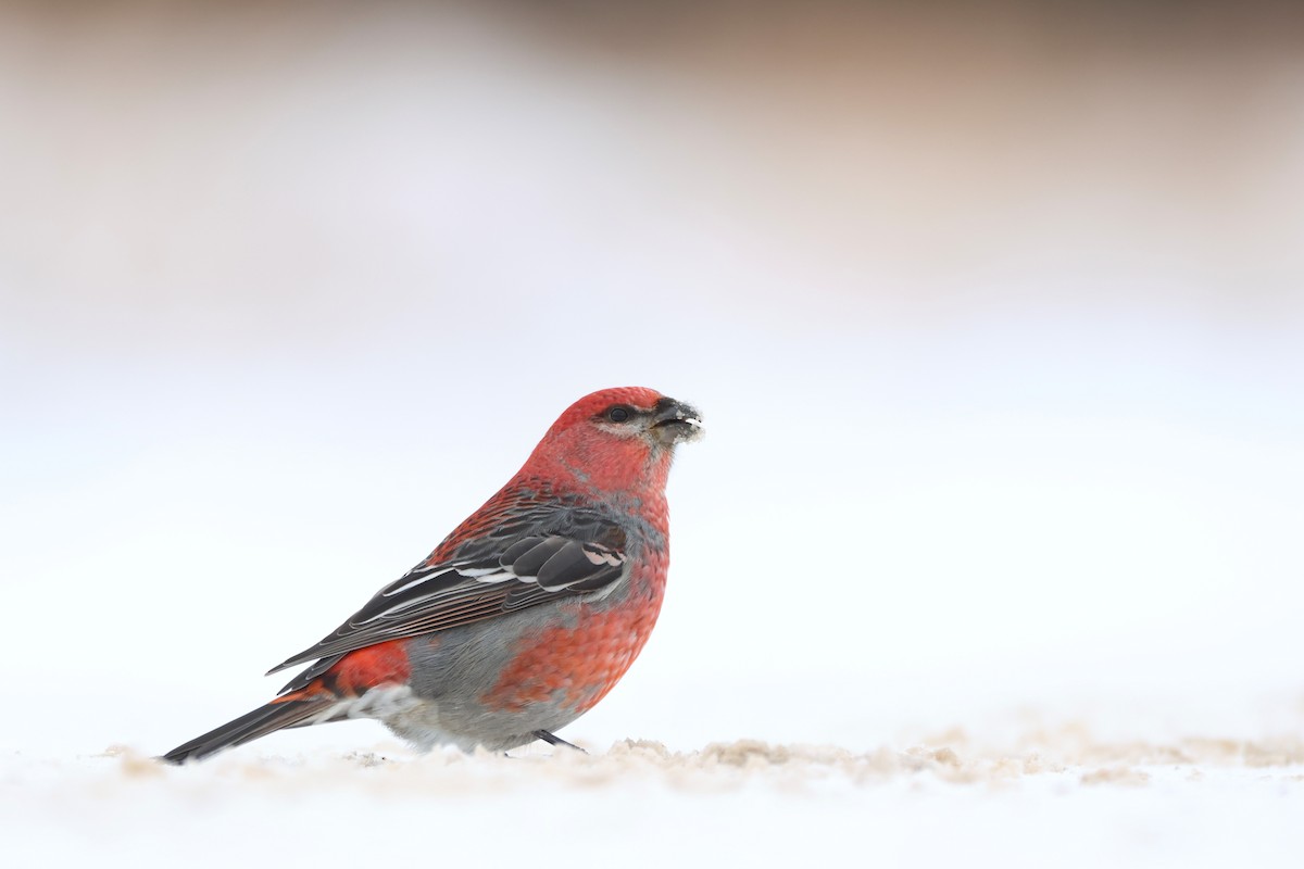 Смеречник тайговий - ML646485639