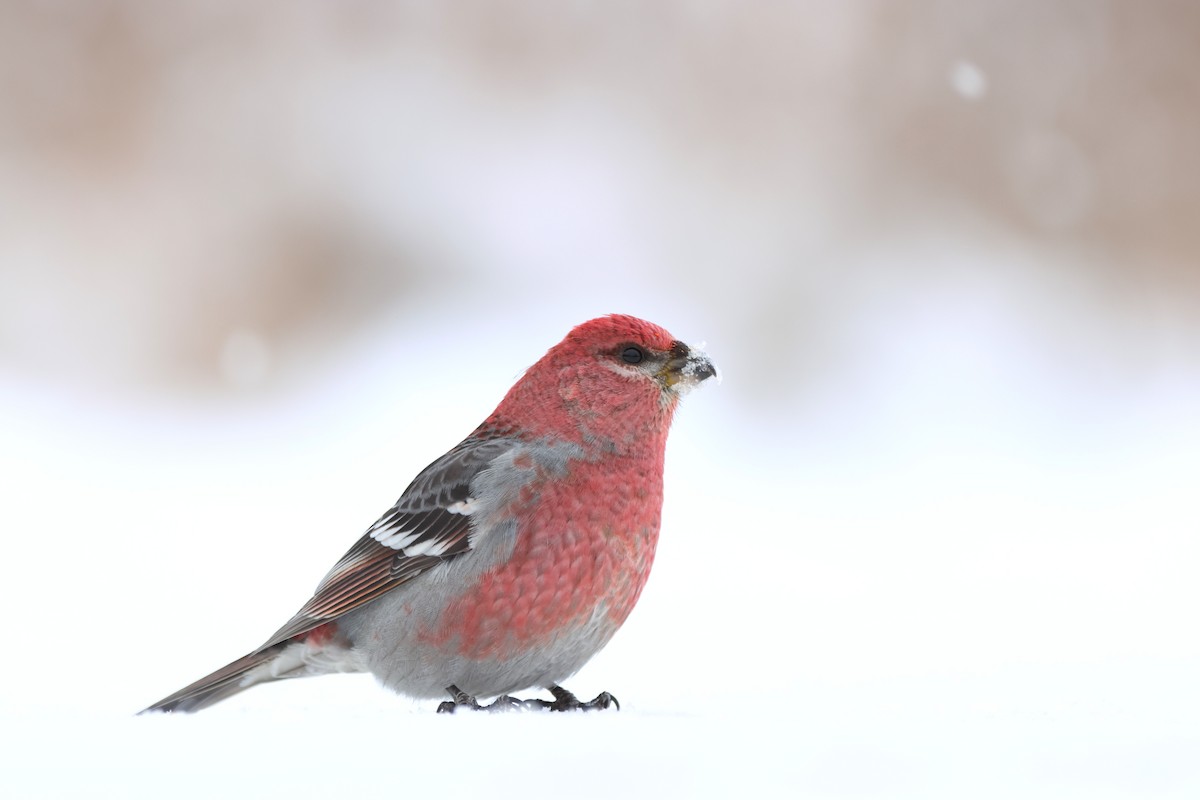 Смеречник тайговий - ML646485640