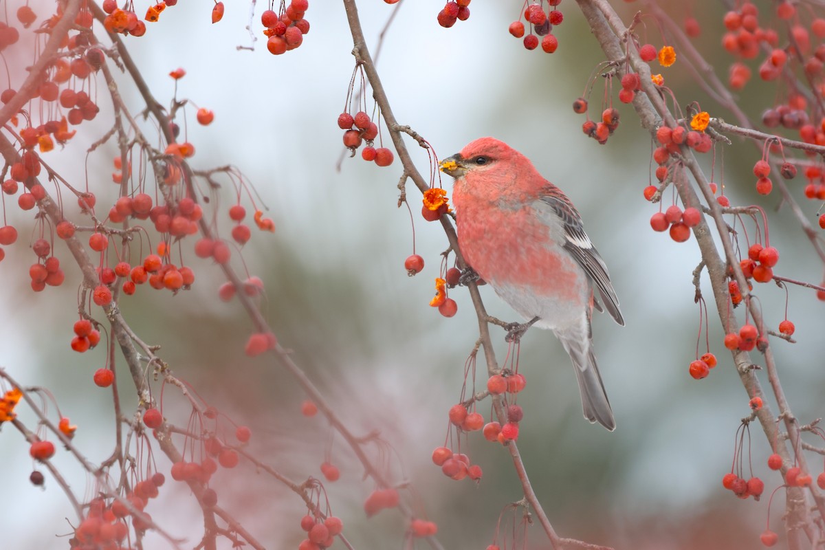 Смеречник тайговий - ML646485641