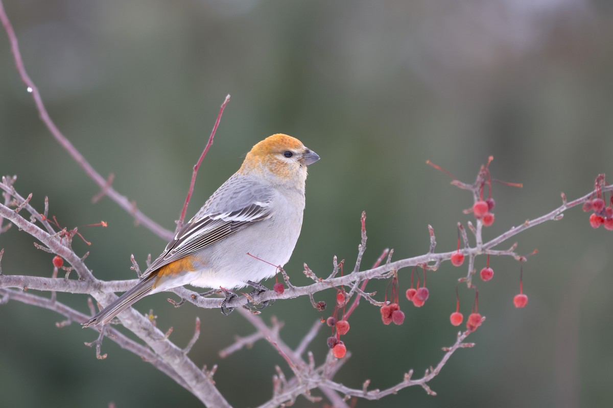 Смеречник тайговий - ML646485642