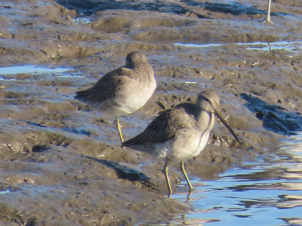 Uzun Gagalı Suçulluğu - ML646485644