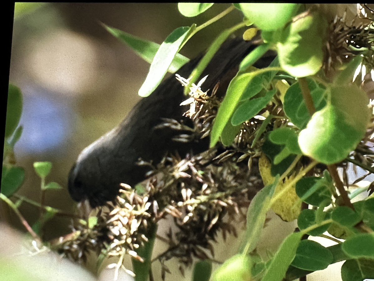 Schlankschnabel-Samenfresser - ML646485646