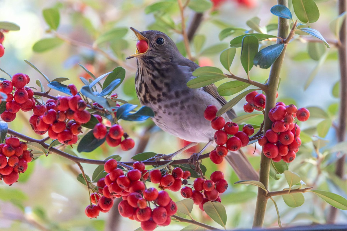 Hermit Thrush - ML646485647