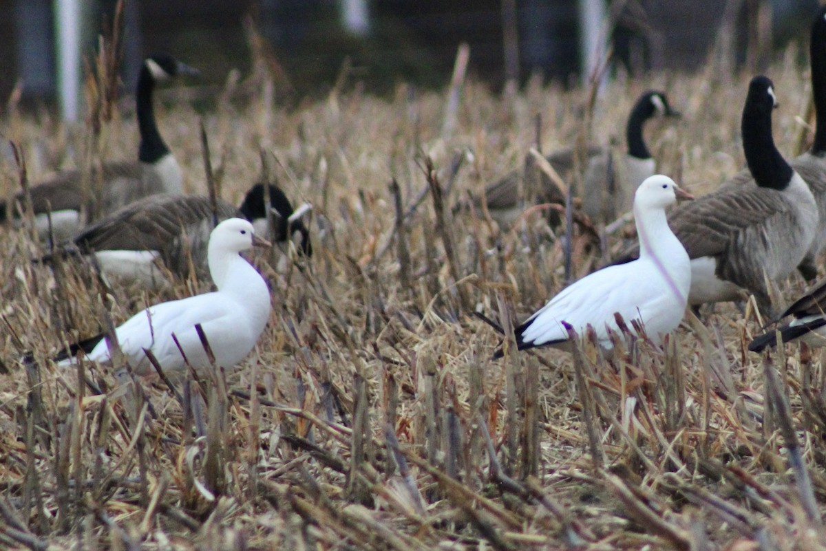 Ross antzara - ML646485648