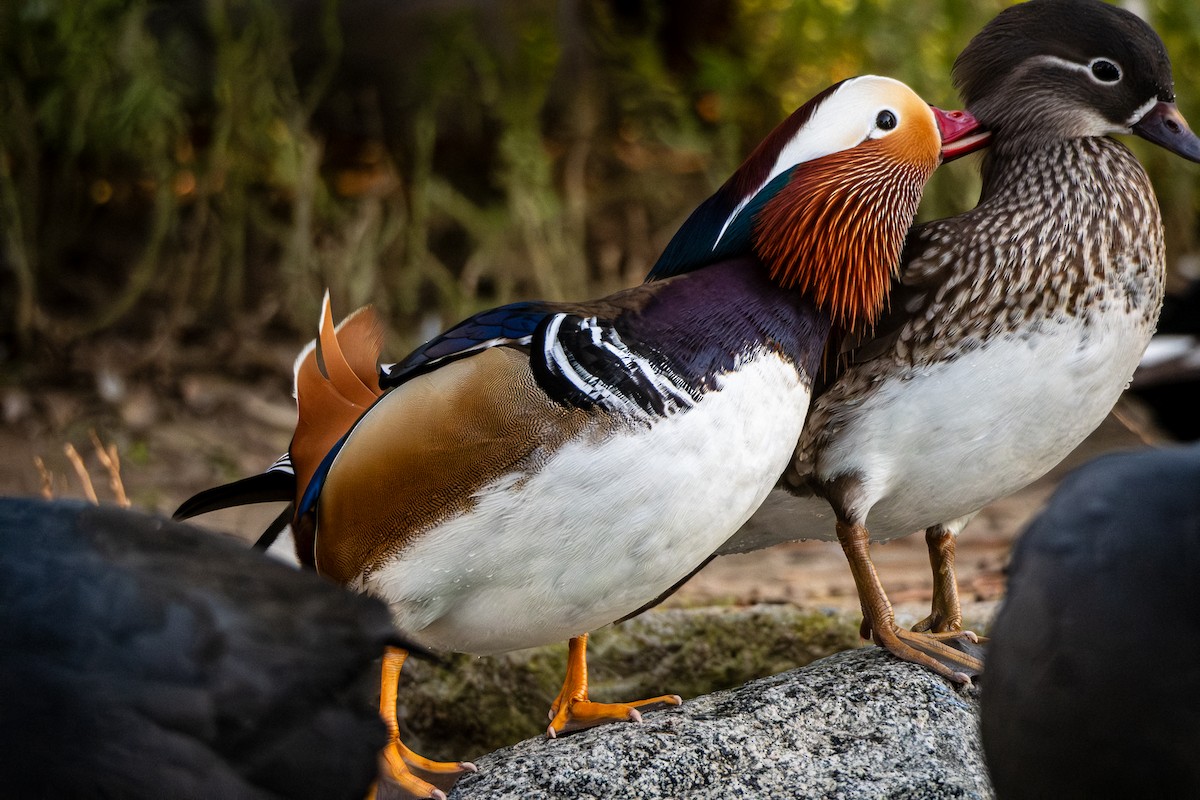 Мандаринка - ML646485654