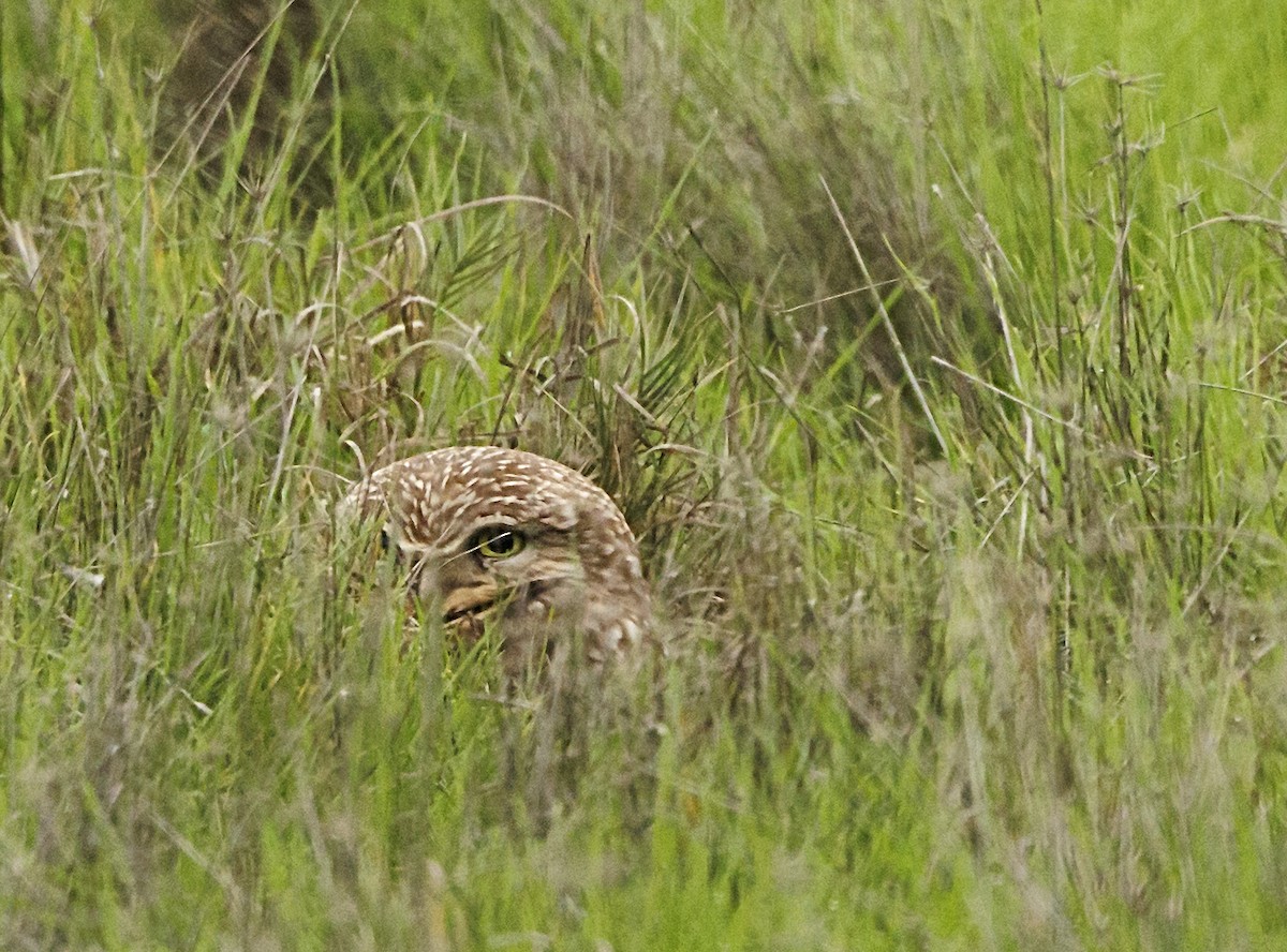 Burrowing Owl - ML646485655