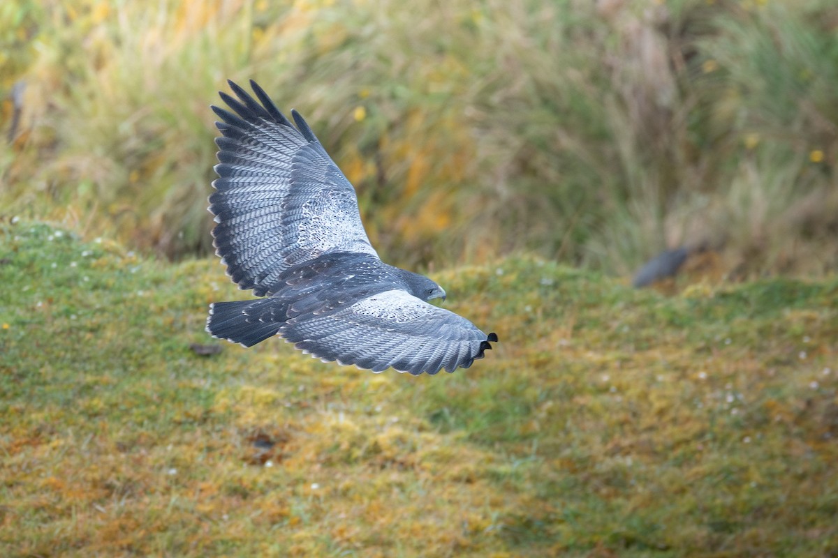 káně orlí - ML646485656