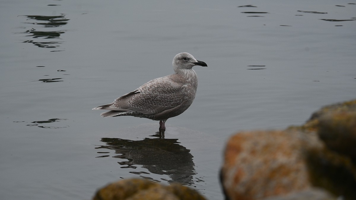 Glaucous-winged Gull - ML646485657