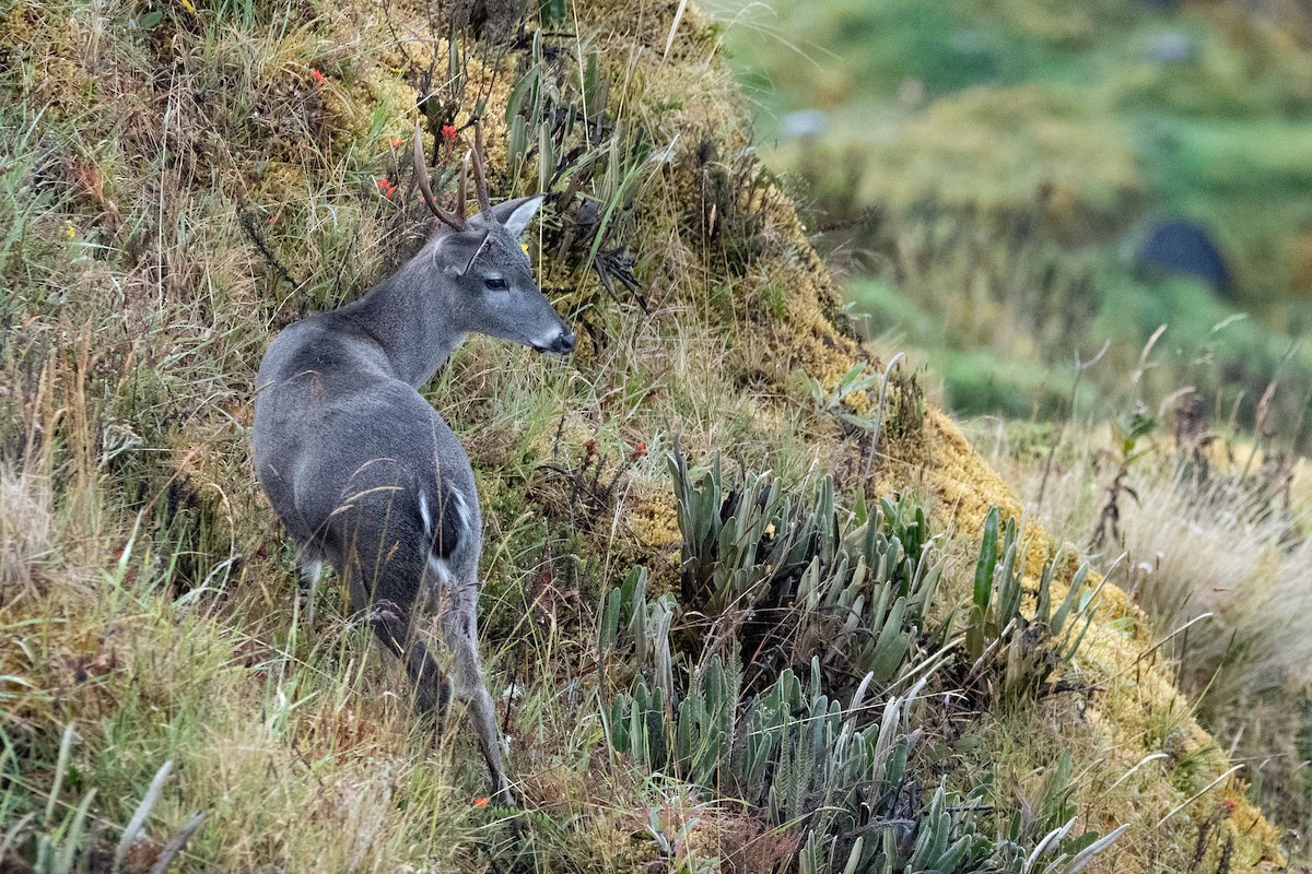 Páramo White-tailed Deer - ML646485658