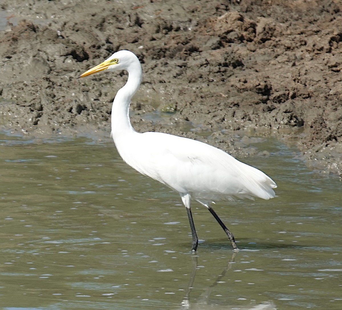 チュウサギ - ML646485660