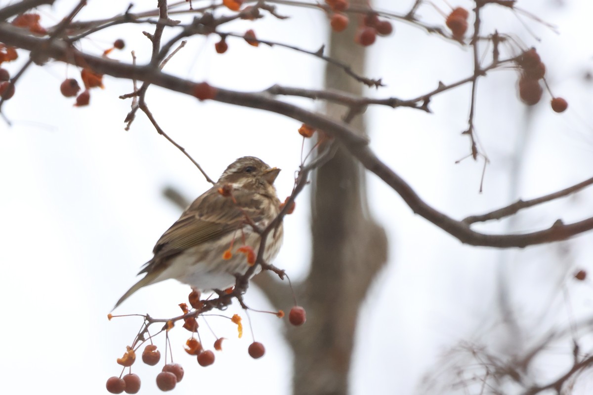 Camachuelo Purpúreo - ML646485662