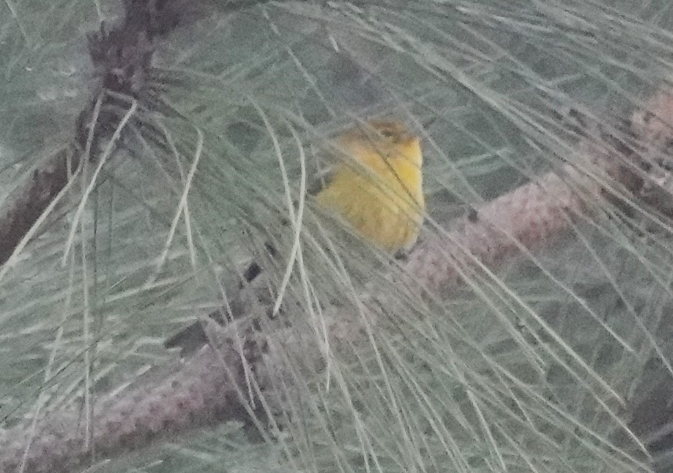 Pine Warbler - ML646485664